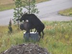 dumb moose