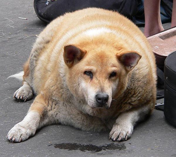 fetter Hund
