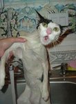 kitty geht baden