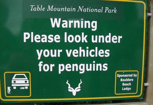 noch pinguine unter dem auto