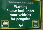 noch pinguine unter dem auto
