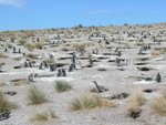 pinguin-reservat chubut in argentinien