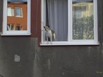 Tag 05 - 040 Fensterhund