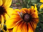 Tag 07 - 003 Biene im Garten